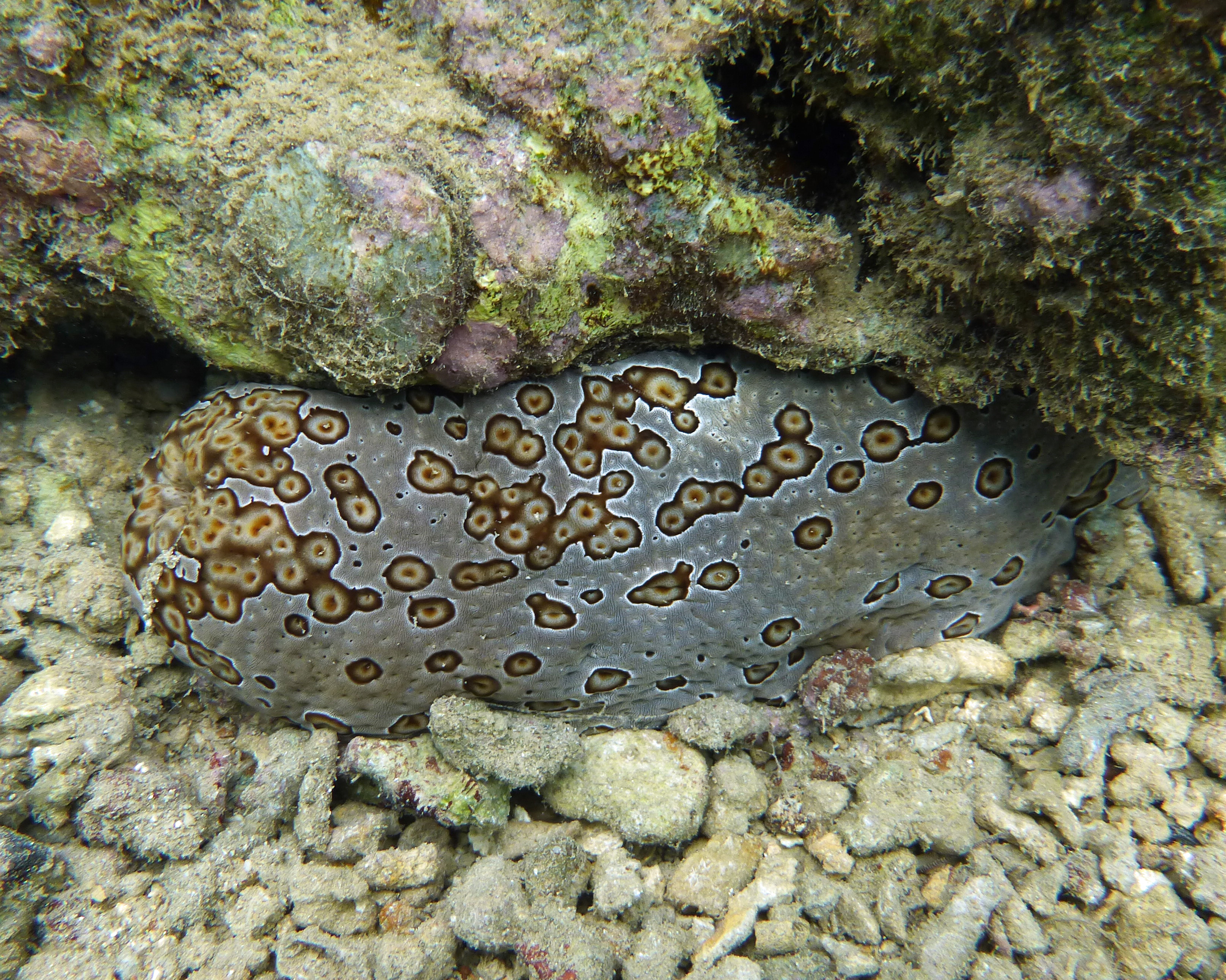 Leopard sea cucumber, Mo'orea 2019.